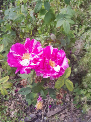 flowers